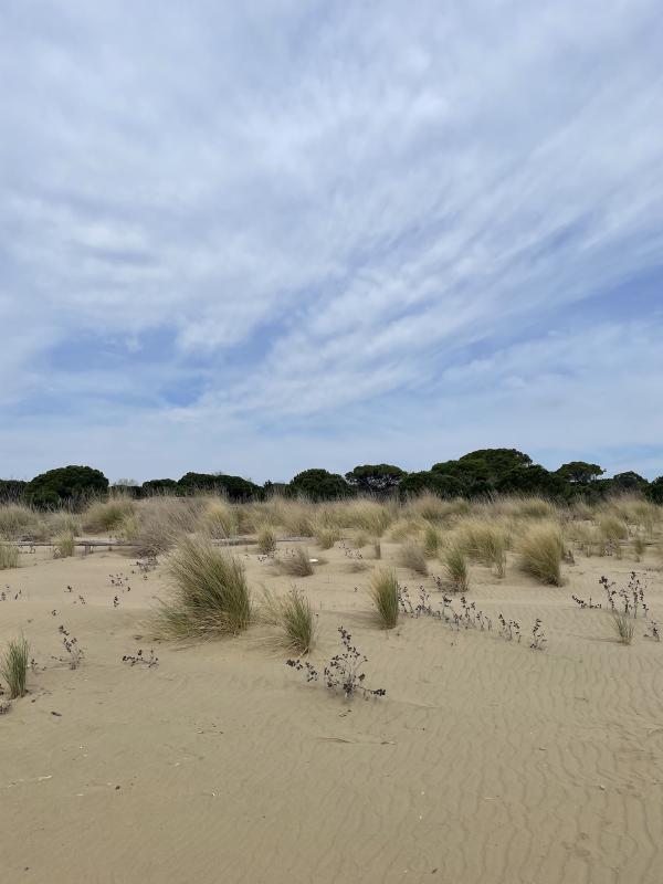 cavallino treporti beach